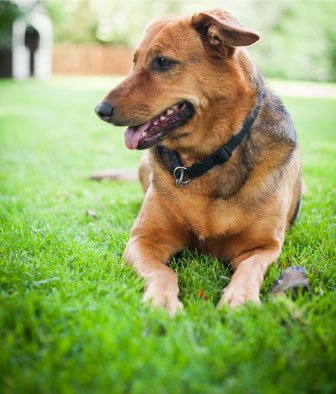 Beautiful healthy dog Rio.