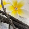 Beautiful five-pointed star with white gemstone in the centre, positioned in the centre of a yellow and white frangipani flower.